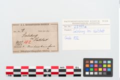 Etiketten zu Unterkiefer (NHMW-PRAE-023999a)